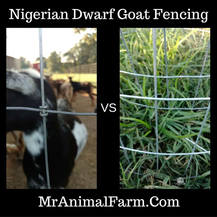 an image of two cows behind a fence with the caption'ndwarf goat fencing versus mr animal farm com