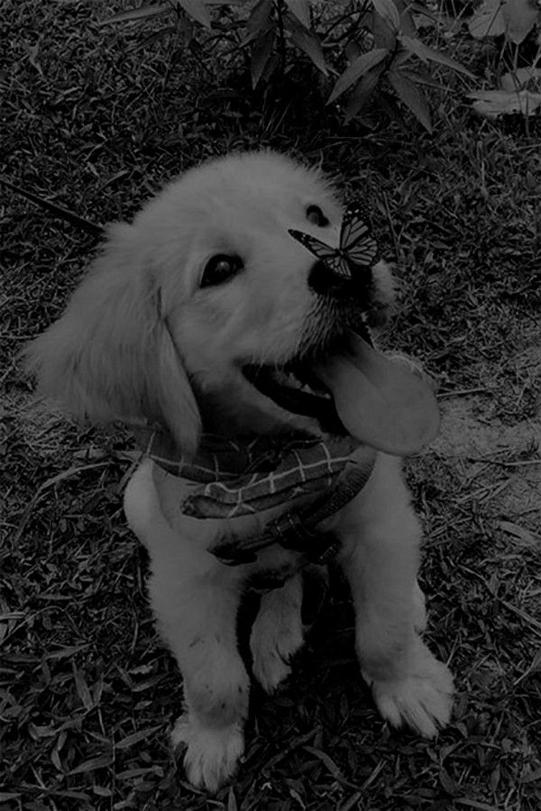 black and white photograph of a dog holding a frisbee in its mouth