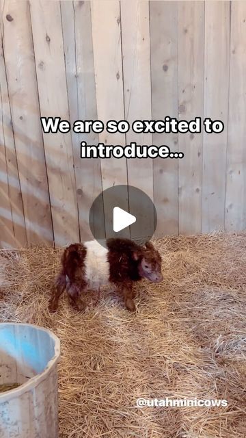 a small brown and white dog laying on top of hay next to a wooden fence