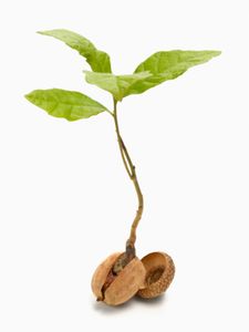 a small plant sprouting from the top of a nutshell on a white background