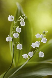 small white flowers with green leaves in the background