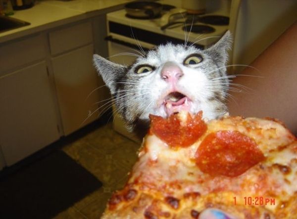 a close up of a person holding a slice of pizza in front of a cat