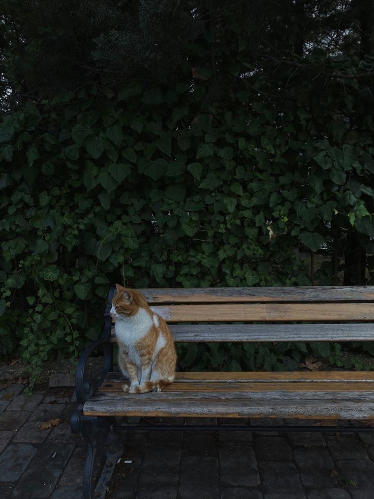 an orange and white cat sitting on top of a wooden bench next to green bushes