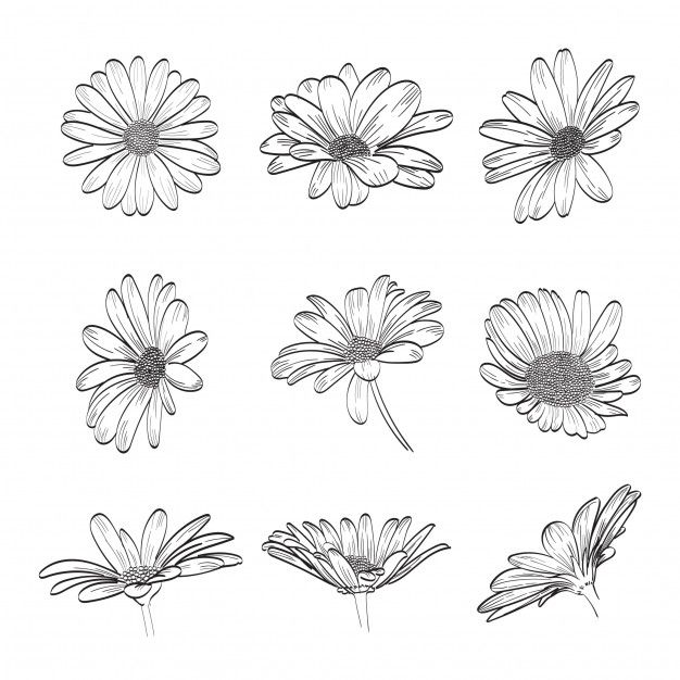 six daisies drawn in black and white