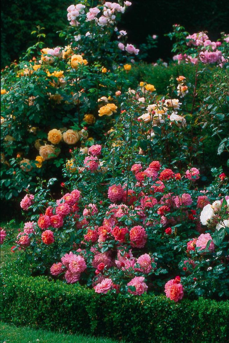 many different colored flowers in a garden