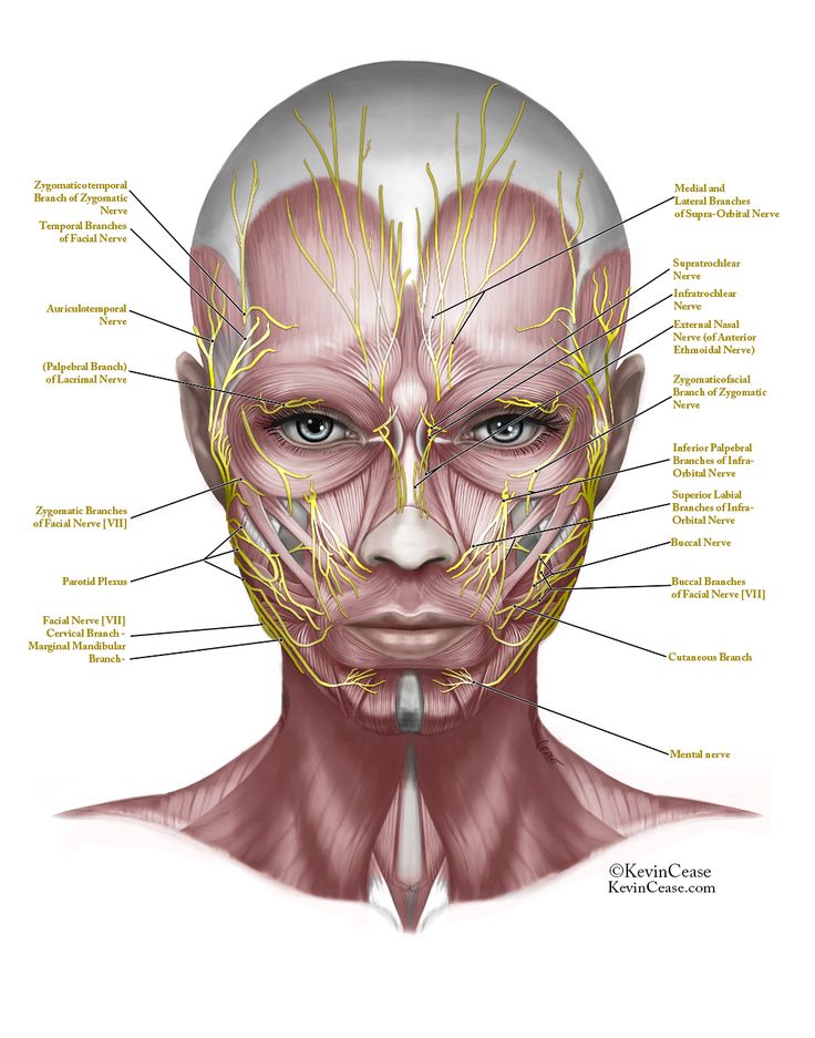 an image of the head and neck with all its major branches labeled on it's side