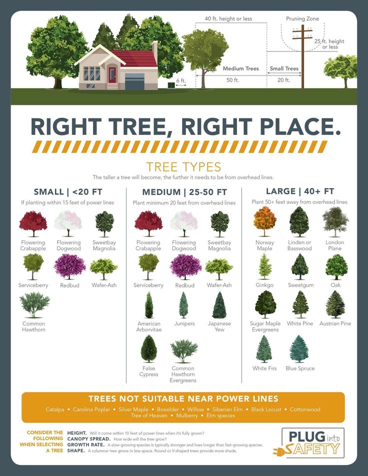 a poster showing different types of trees