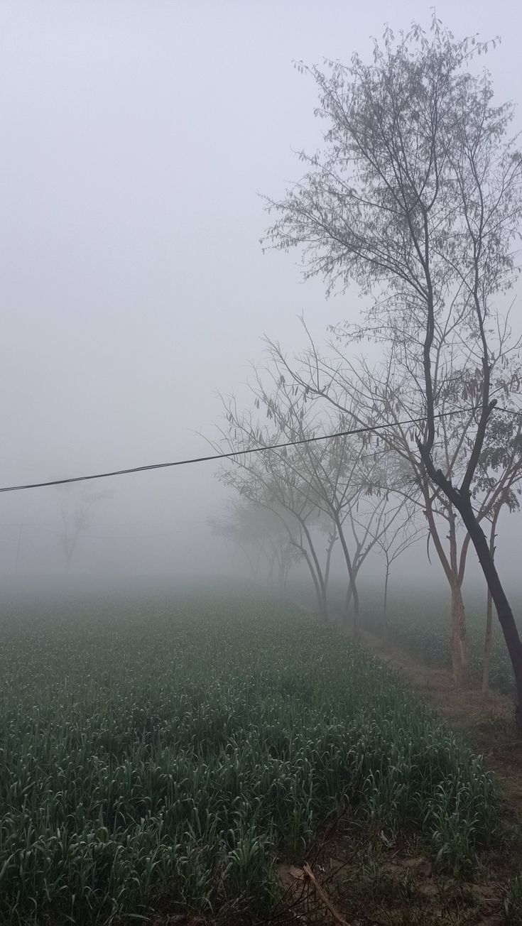 a foggy field with trees in the foreground and an electrical wire running through it