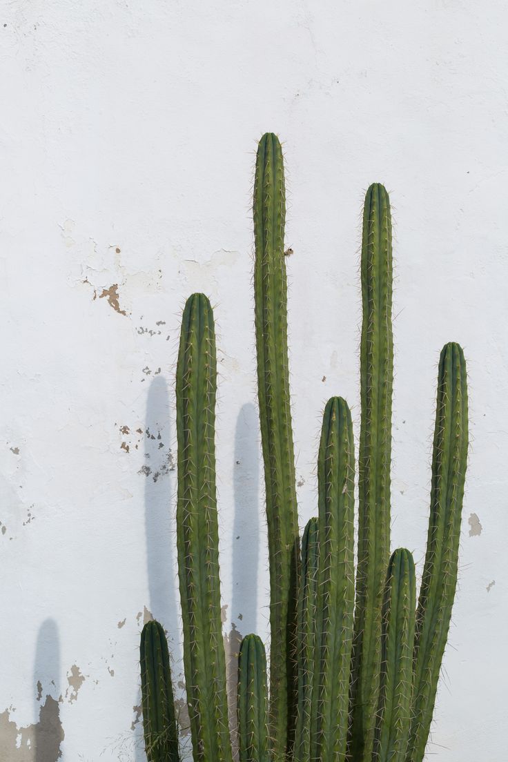 a large green cactus sitting next to a white wall