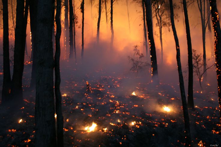 a forest filled with lots of trees covered in fire