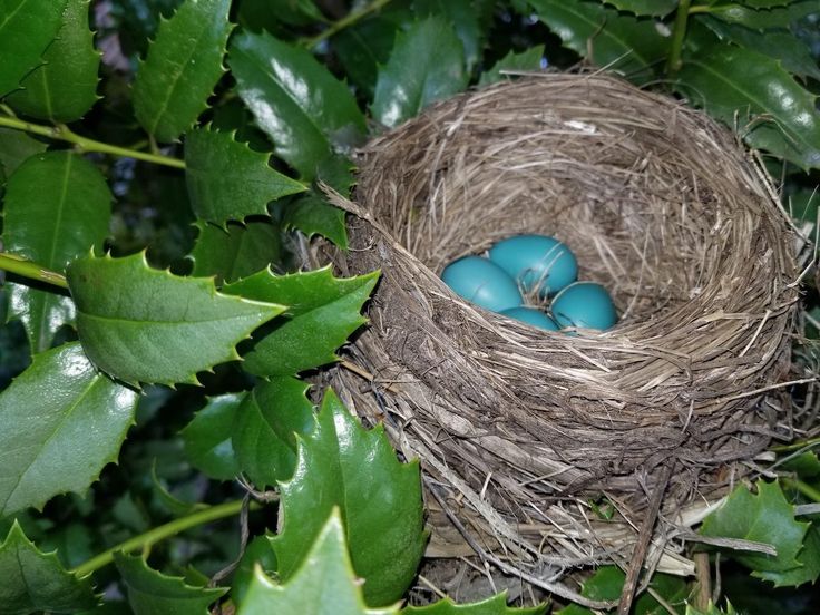 a bird nest with two blue eggs sitting in the middle of it's nest