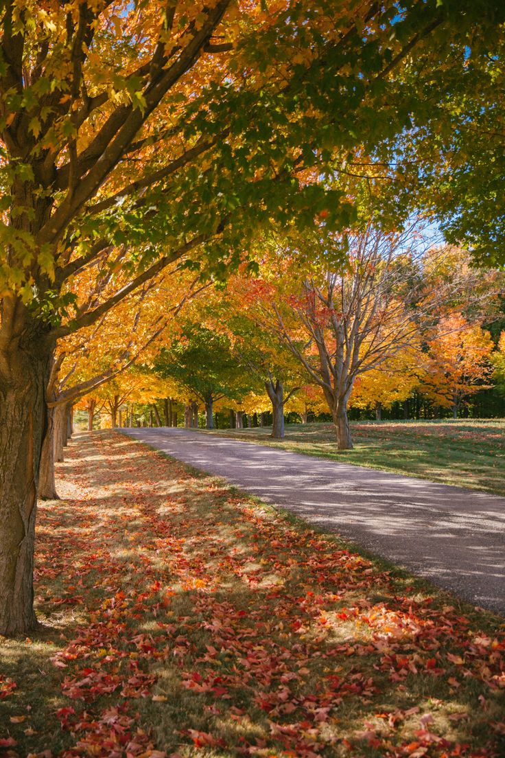 the leaves on the ground are changing colors in the fall season, along with trees lining the street