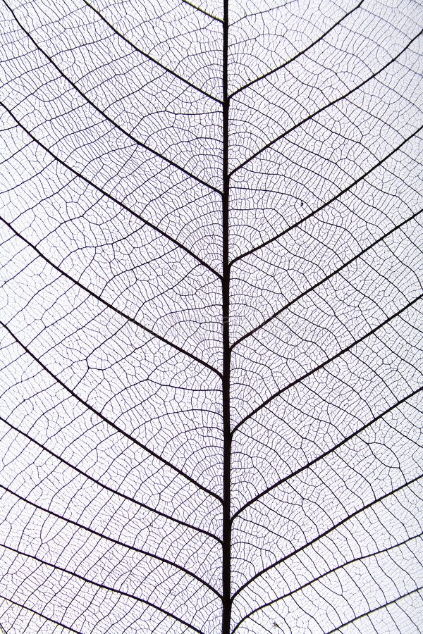 a close up view of a leaf's structure