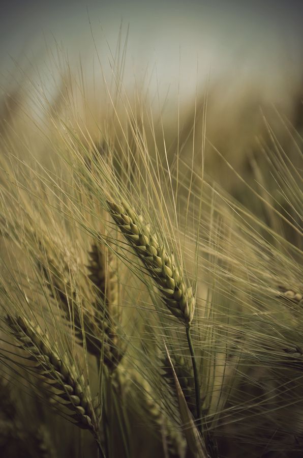 a close up view of some green wheat