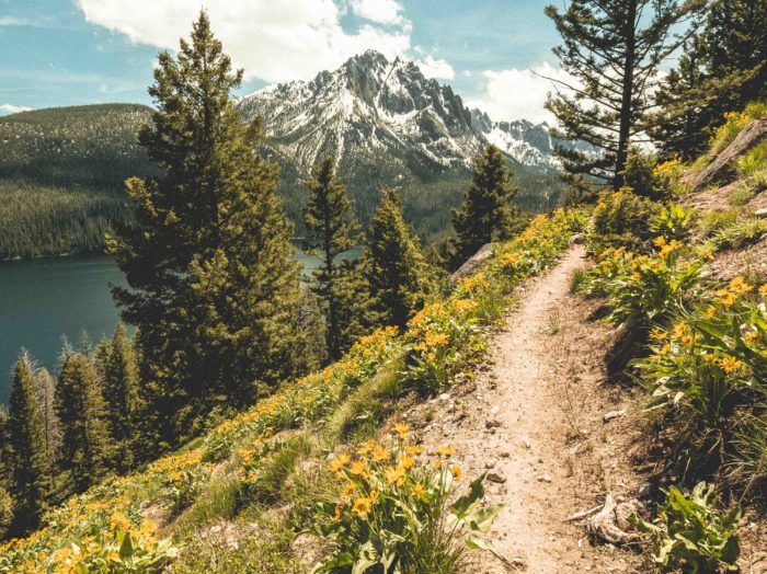 a trail going up the side of a mountain with flowers growing on it and mountains in the background