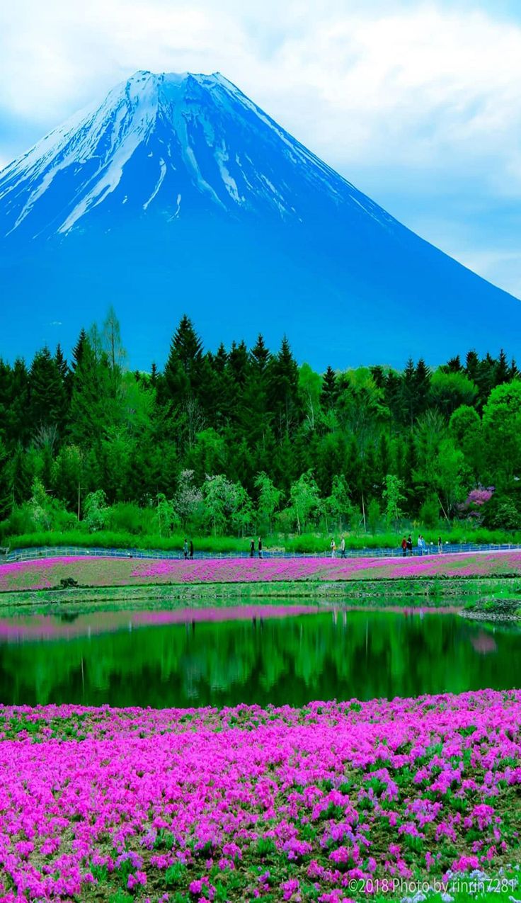 the mountain is covered in snow and pink flowers