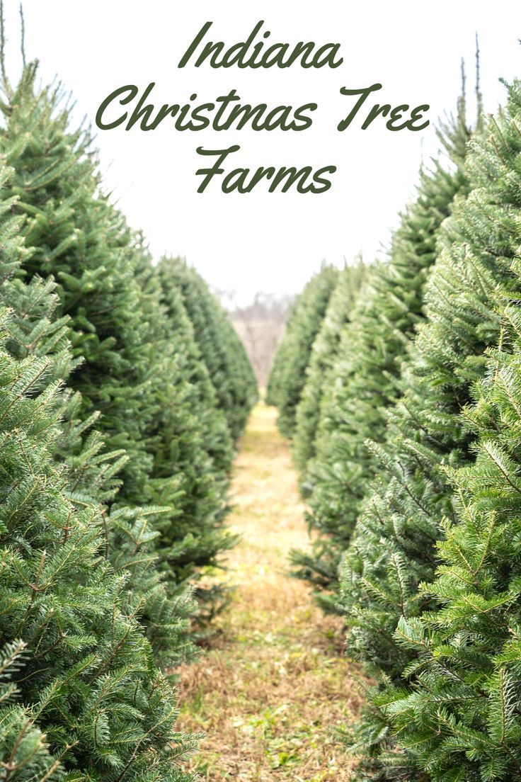 rows of christmas tree trees with the words indiana christmas tree farms on top and bottom