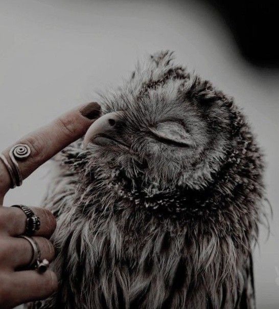 a close up of a person touching an owl's face with its eyes closed