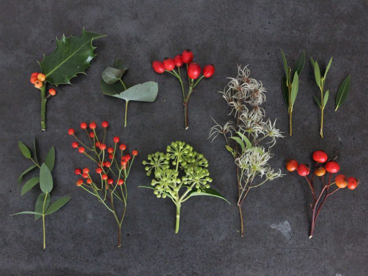 several different types of flowers and leaves on a gray surface with red berries, green leaves, and other plants