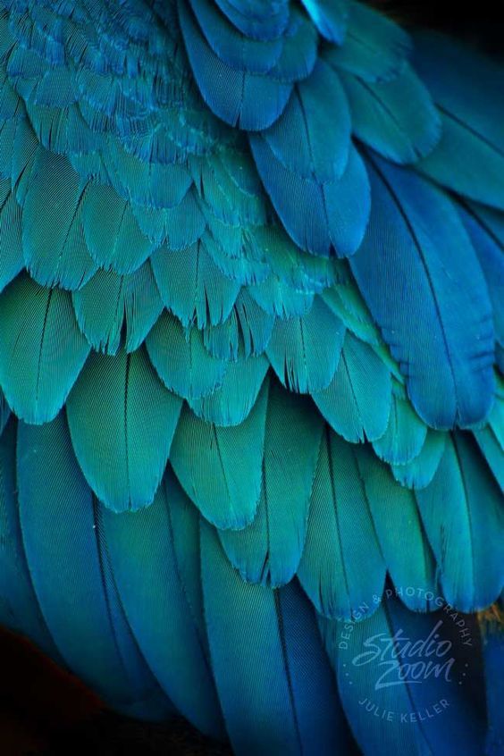 the back side of a blue bird's feathers