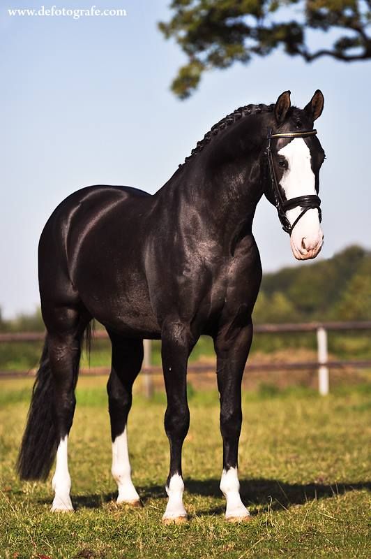 a black and white horse standing on top of a lush green field