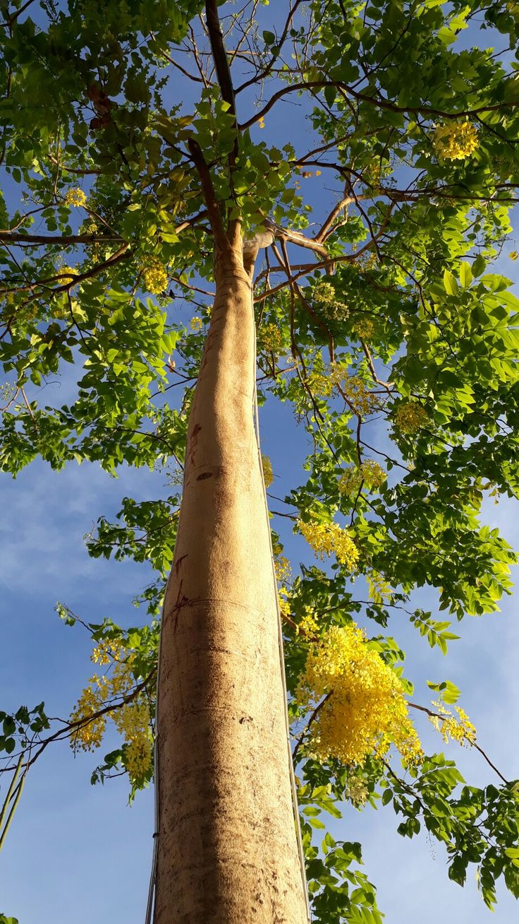 a tall tree with lots of green leaves on it's trunk and the sky in the background