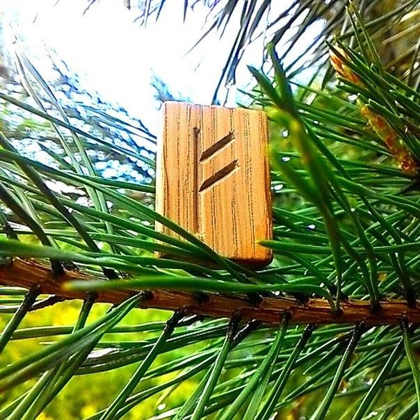 a piece of wood sitting on top of a pine tree