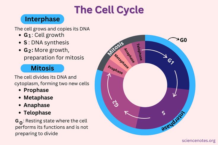 the cell cycle is shown in this diagram