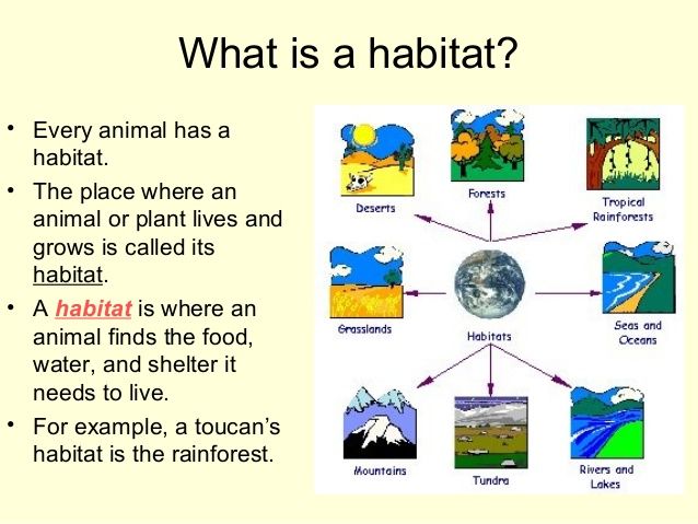 what is a habitat? an animal has a habitat the place where an animal or plant lives and grows is called habitat