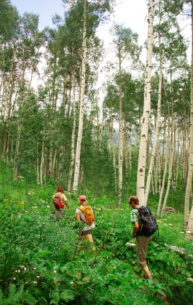 three people walking through the woods with backpacks