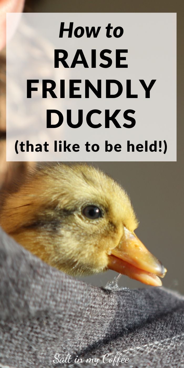 a close up of a duck with the words how to raise friendly ducks that like to be held