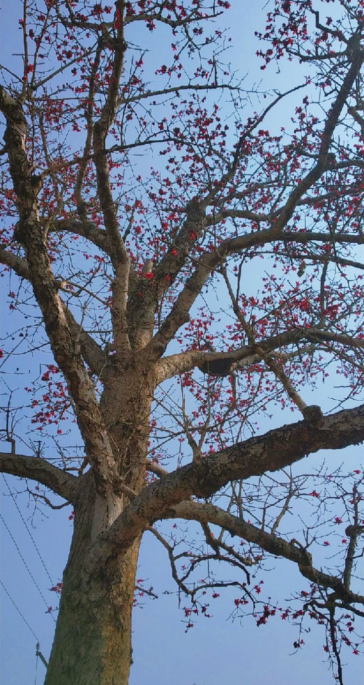 #BombaxCeiba #SilkCottonTree #TreeFlower #flowers #aesthetic #nature Bombax Ceiba, Cotton Tree, Shade Trees, The Tree, Red Flowers, Birds, Shades, Silk, Flowers