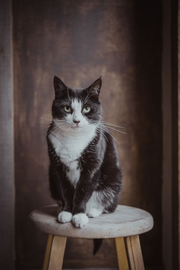 a black and white cat sitting on top of a stool