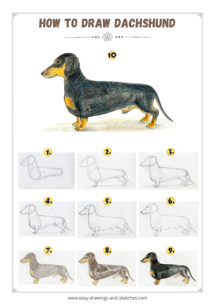 how to draw a dachshund step by step instructions for beginners and professionals