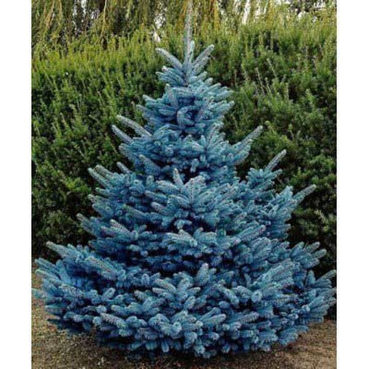 a blue christmas tree in front of some bushes