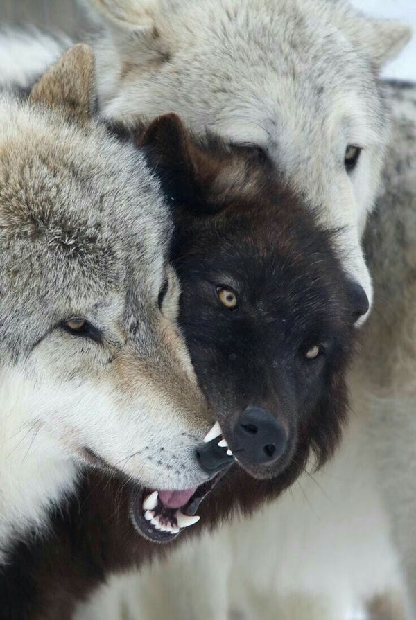 two gray wolfs with their mouths open and one is biting the other's teeth