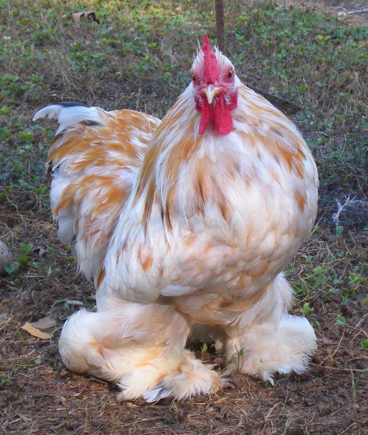 a brown and white chicken standing on the ground