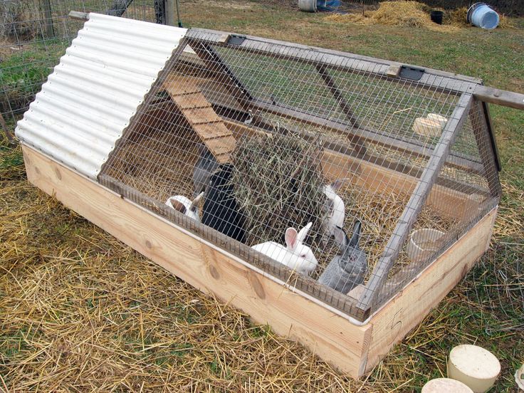 an outdoor chicken coop with chickens in it