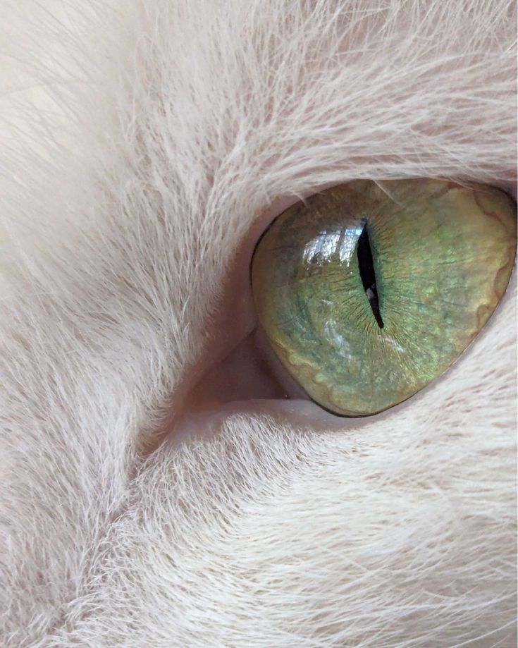 the cat's green eye is visible in this close - up photo from above