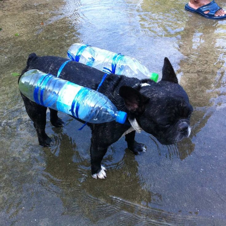 a small black dog wearing a life jacket and carrying two water bottles in the river