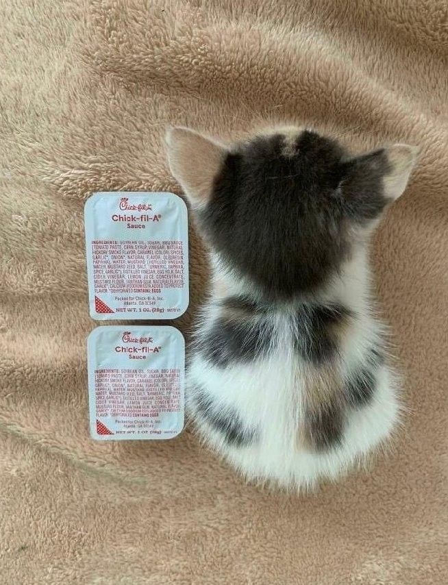 a small kitten laying on top of a blanket next to two patches of catnip