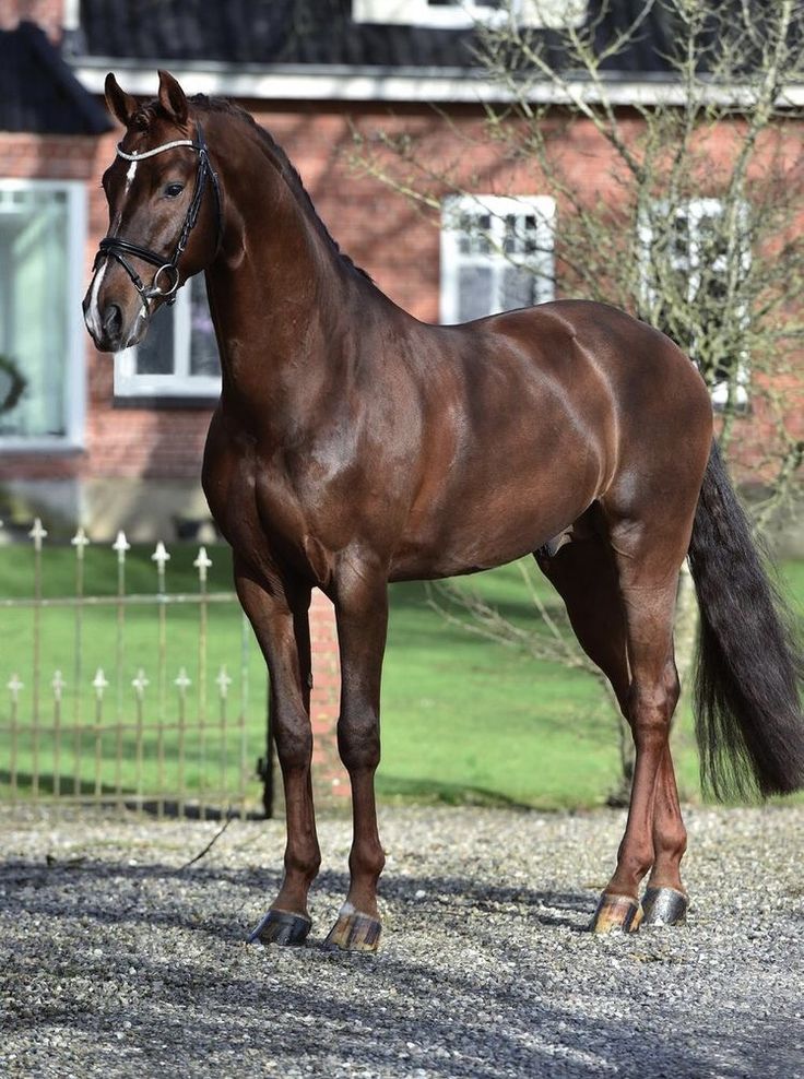 a brown horse standing on top of a gravel road next to a red brick building