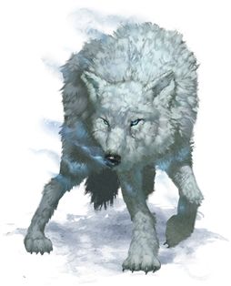 a white wolf with blue eyes walking in the snow