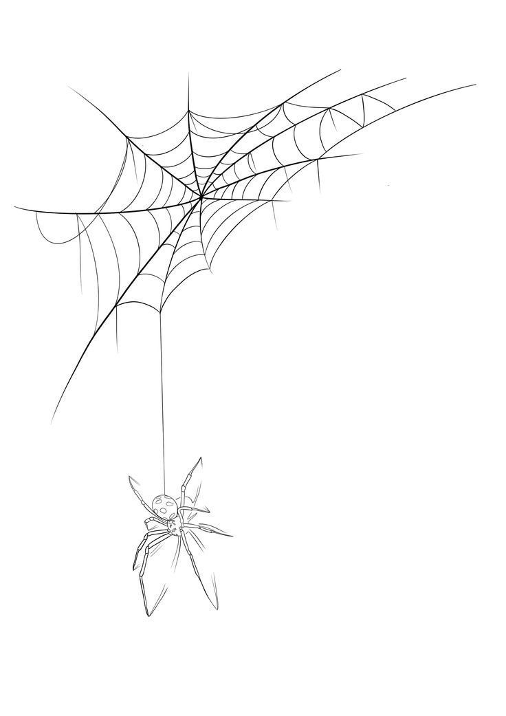 a spider is hanging from a web on a white background in this drawing, it appears to be black and white