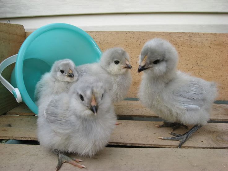 three baby birds are standing next to each other