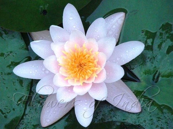 a pink and yellow flower is in the middle of some water lilies with green leaves