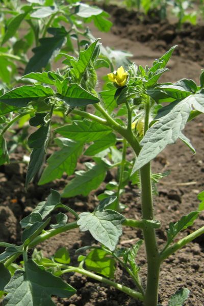 a yellow flower is growing in the dirt