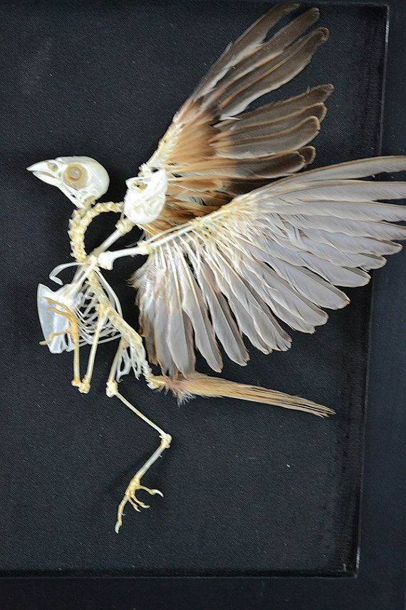 the skeleton of a bird is being displayed in a black frame with wings spread out