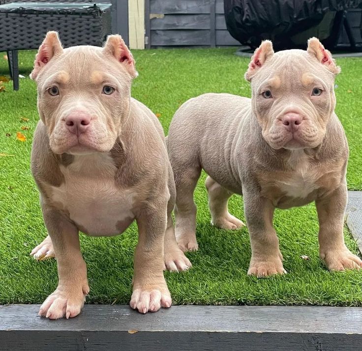 two brown and white pitbull puppies standing next to each other on green grass