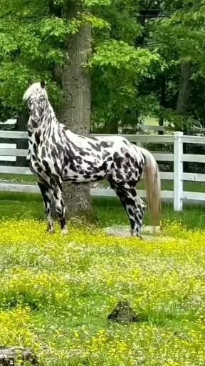 a black and white spotted horse standing next to a tree in a fenced area